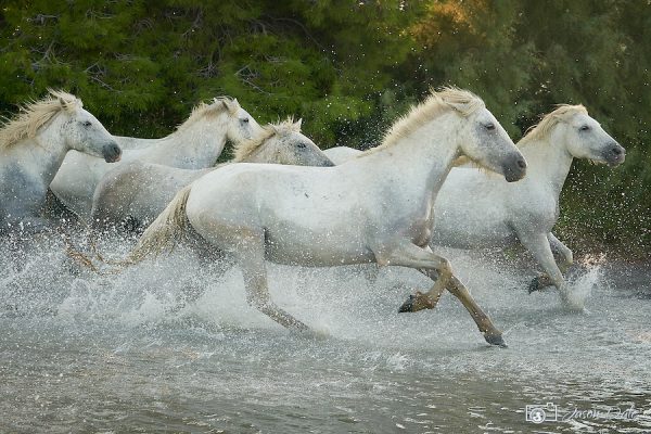 Running Horses