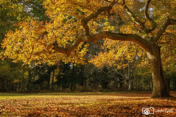 Autumn Colours